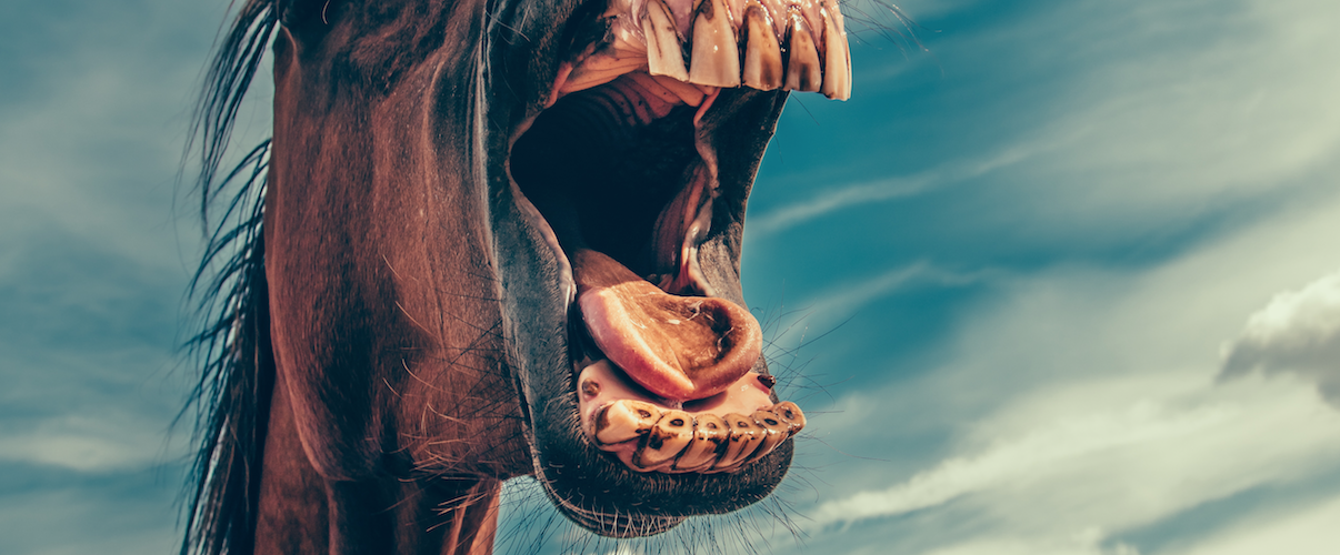 Pferd gelbe Zähne Shisha